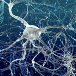 Diferencia entre PNL y bioneuroemoción
